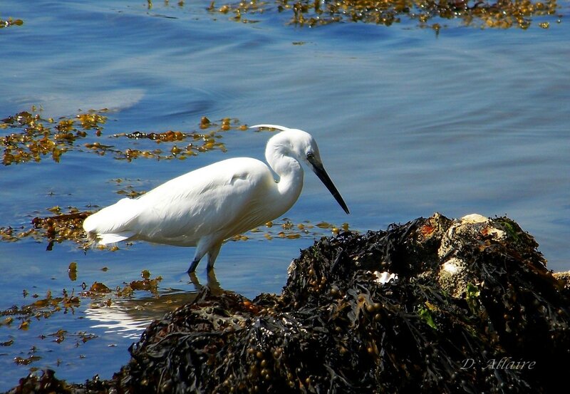 Aigrette garzette - Egretta garzetta (3)