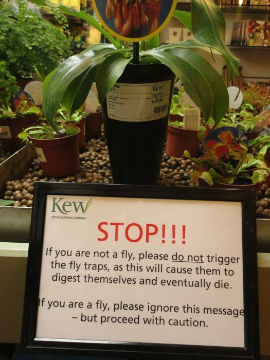 kew shop