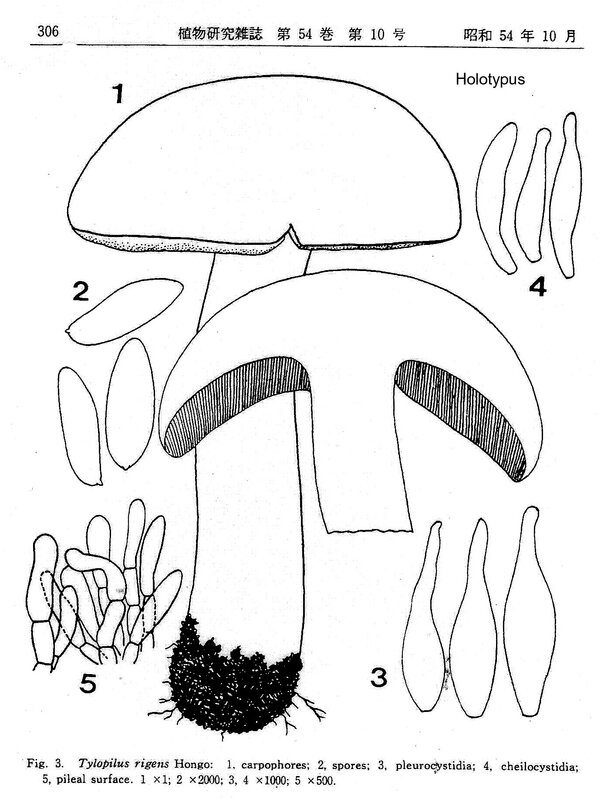 Tylopilus rigens Hongo 1979 JJBot 54 10 (3)