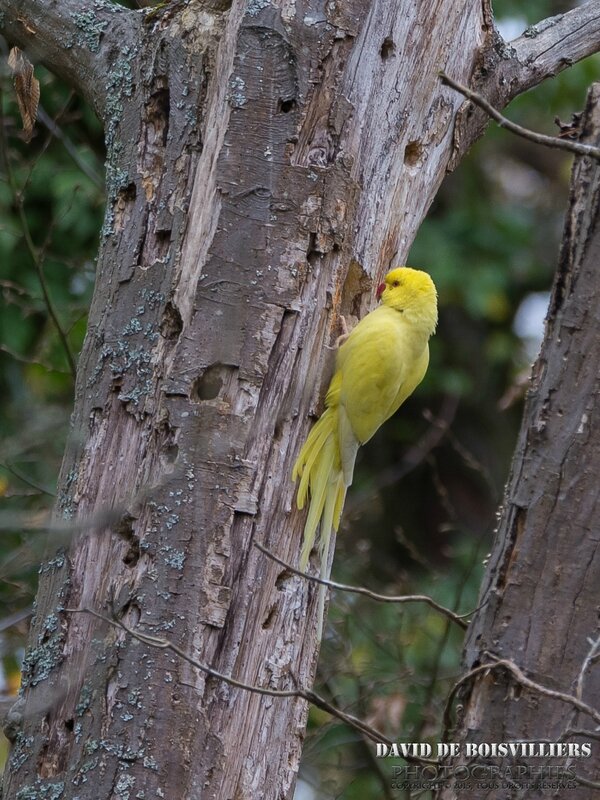 Perruche à collier (Psittacula krameri) Mutation Jaune