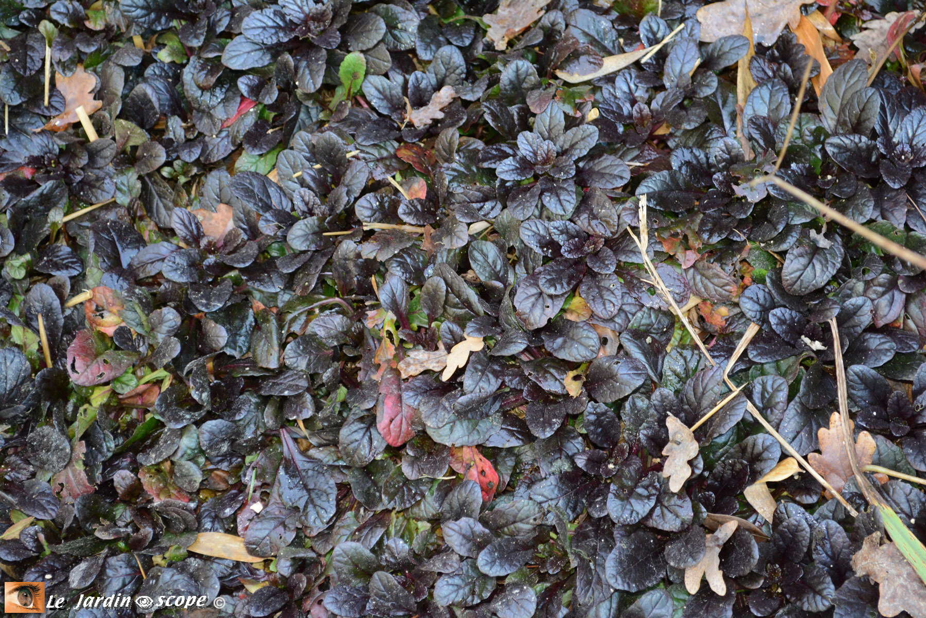 Bugle rampante • Ajuga reptans 'Black Scallop'