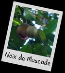 montage_noix_de_muscade