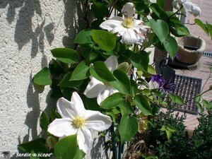 clematis_lecoultre