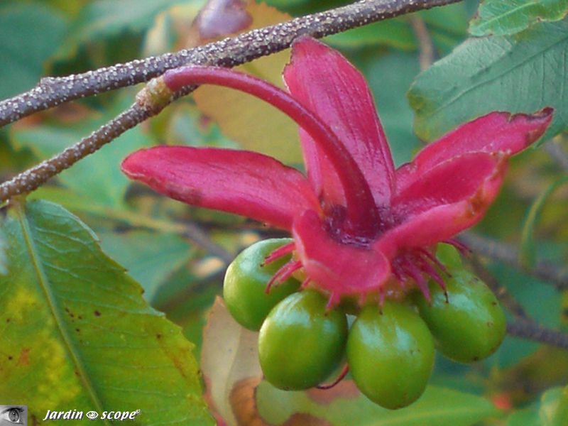 Fruit d' Ochna serrulata • Famille des Ochnaceae
