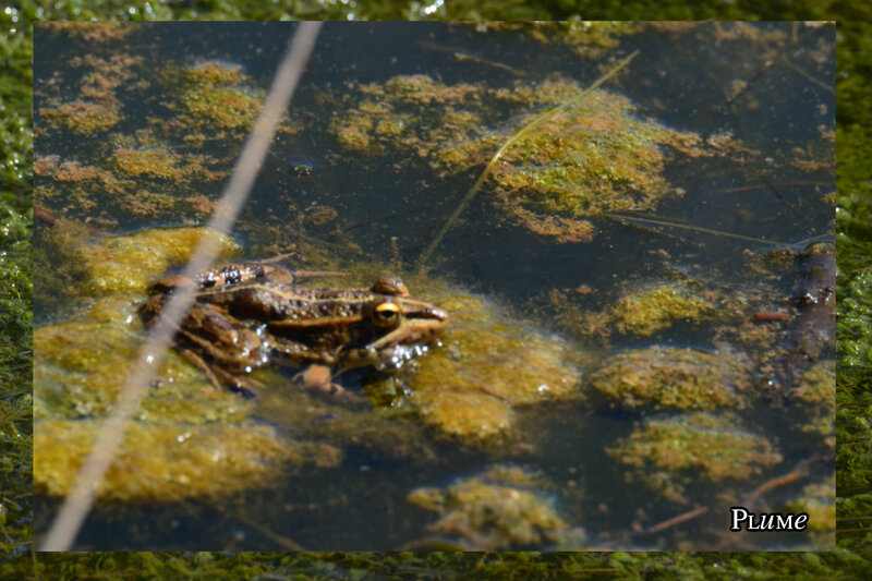 grenouille 2