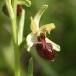 ophrys-arachnitiformis