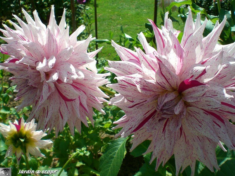 Dahlia mauve panaché