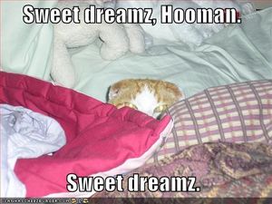 funny_pictures_evil_cat_bed_sweet_dreams