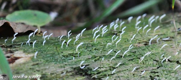 Clavaire visqueuse • Multiclavula-mucida