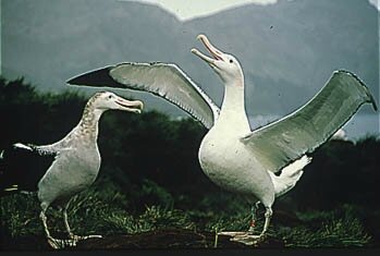 albatros