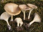 Clitocybe_en_entonnoir2