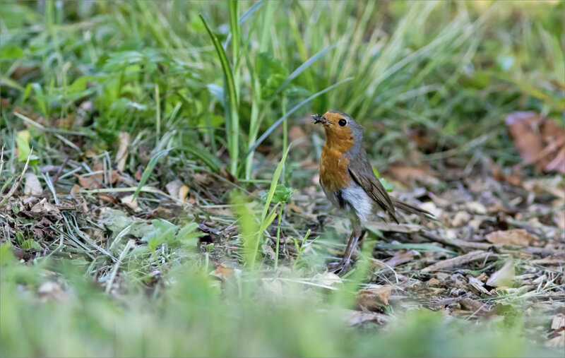 oiseau RG sauterelle bec 310519 3