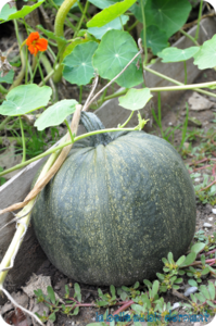 Courge V2