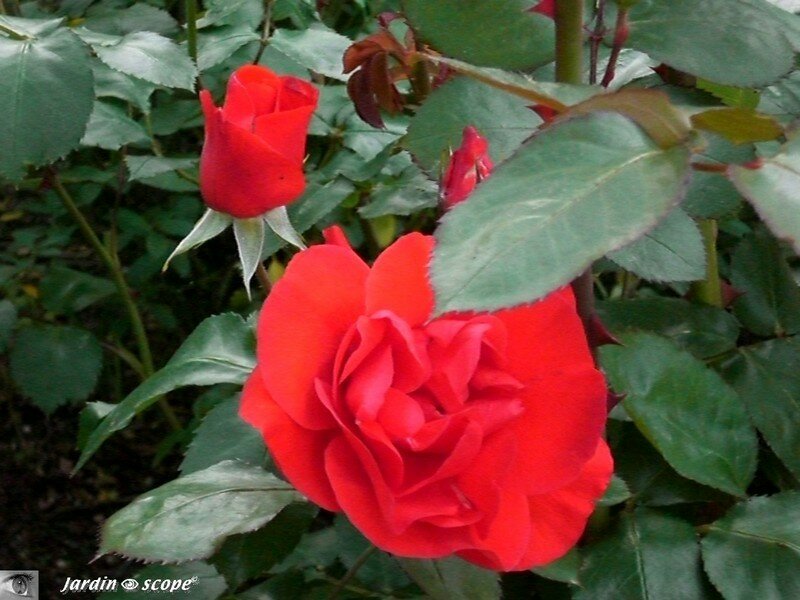 Rosier buisson 'Plein Soleil'
