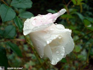 _Rose_F_e_des_Neiges