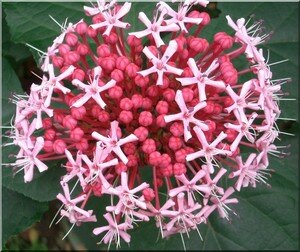clerodendron4