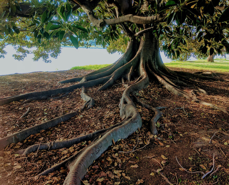 arbres avec racines géantes
