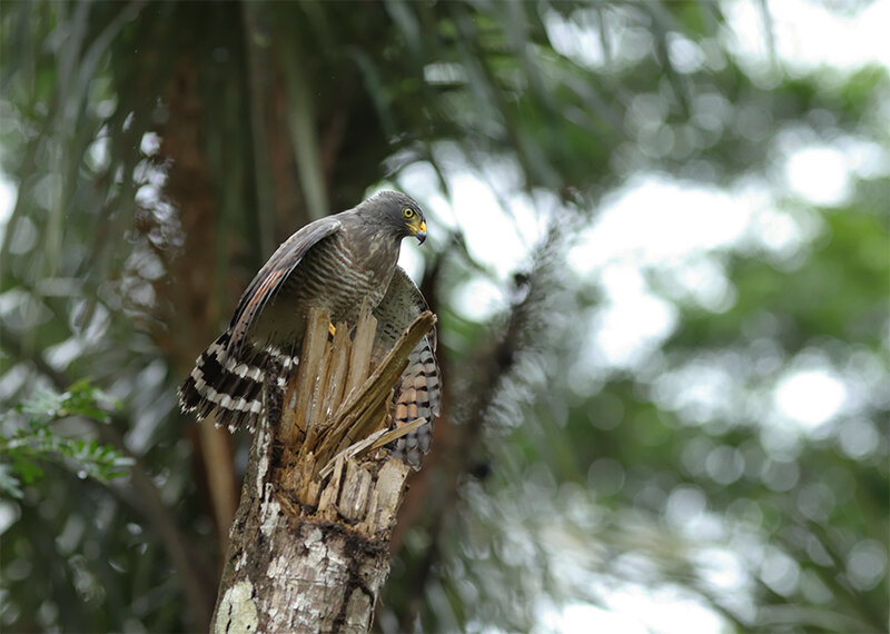 Rupornis magnirostris