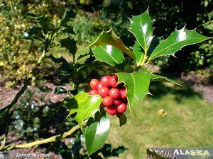 7414_Ilex_Alaska