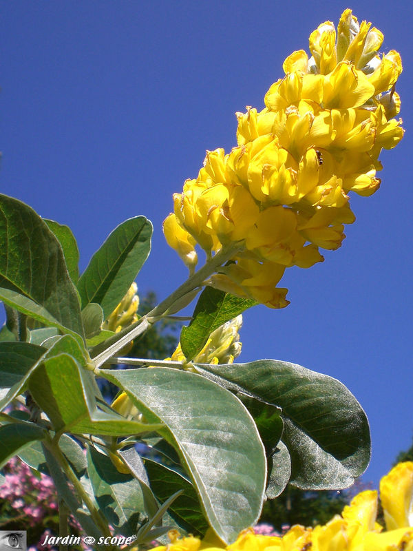Cytisus battandieri, un arbuste dont les fleurs sentent l'ananas