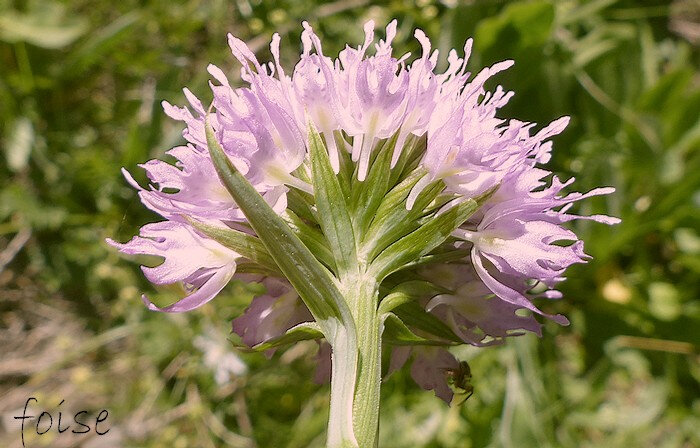 éperons grêles courbés