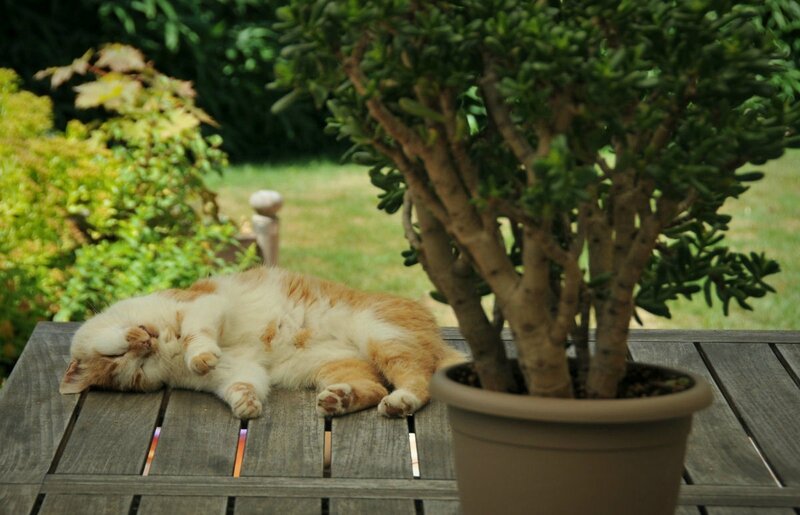 Garf2