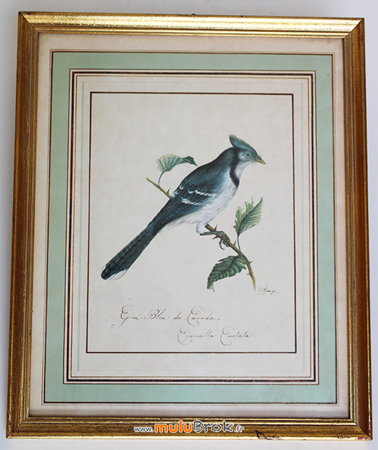 CADRE-OISEAU-GEAI-BLEU-1-muluBrok