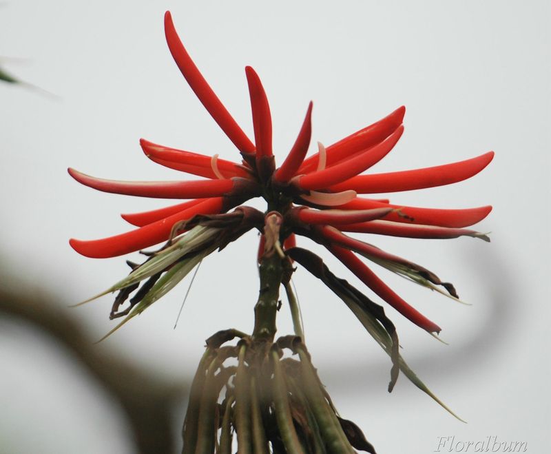 Erythrina speciosa