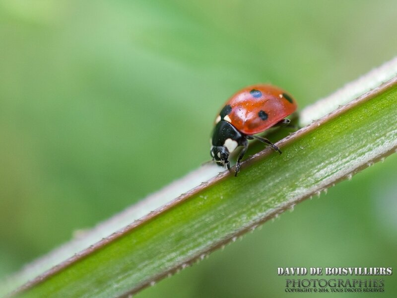 Coccinelle à 7 points (Coccinella septem-punctata)