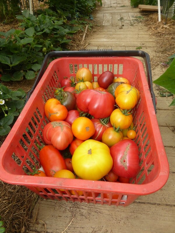 5-tomates (1)