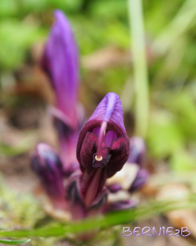 Lathraea clandestina 2