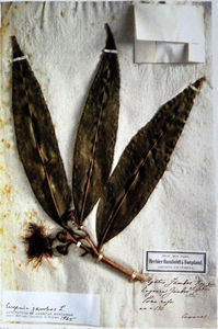 Herbier_Humboldt_et_Bonpland
