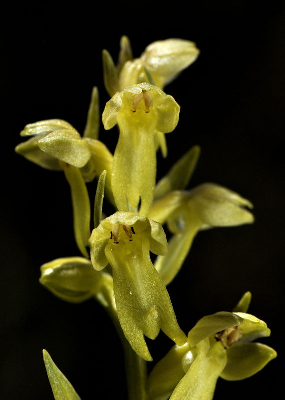 _DSC0801_Coeloglossum_viride_var_alba