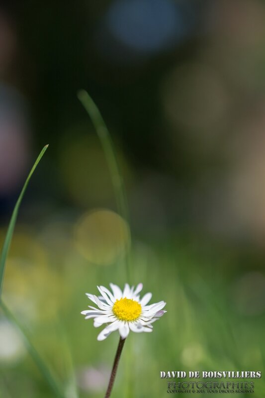 Bokeh de marguerite