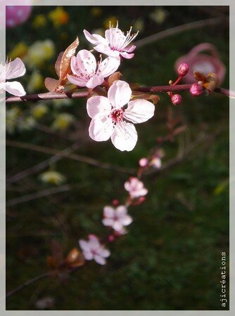 fleurs_de_prunus