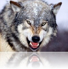 Gray-Wolf-15