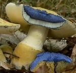 Bolet_bleuissant3