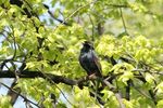 2927236-petit-oiseau-sur-l-39-arbre-en-avril-le-printemps