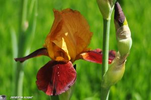 Iris-mother