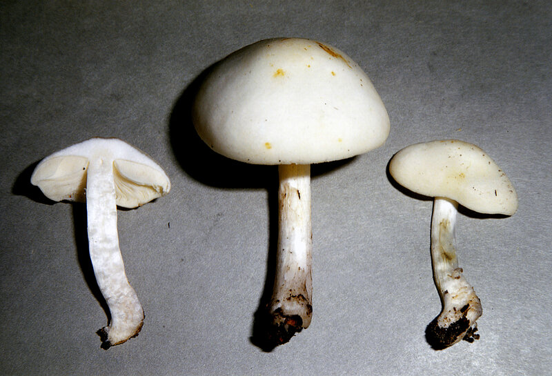 Pluteus_cervinus_fo_albus