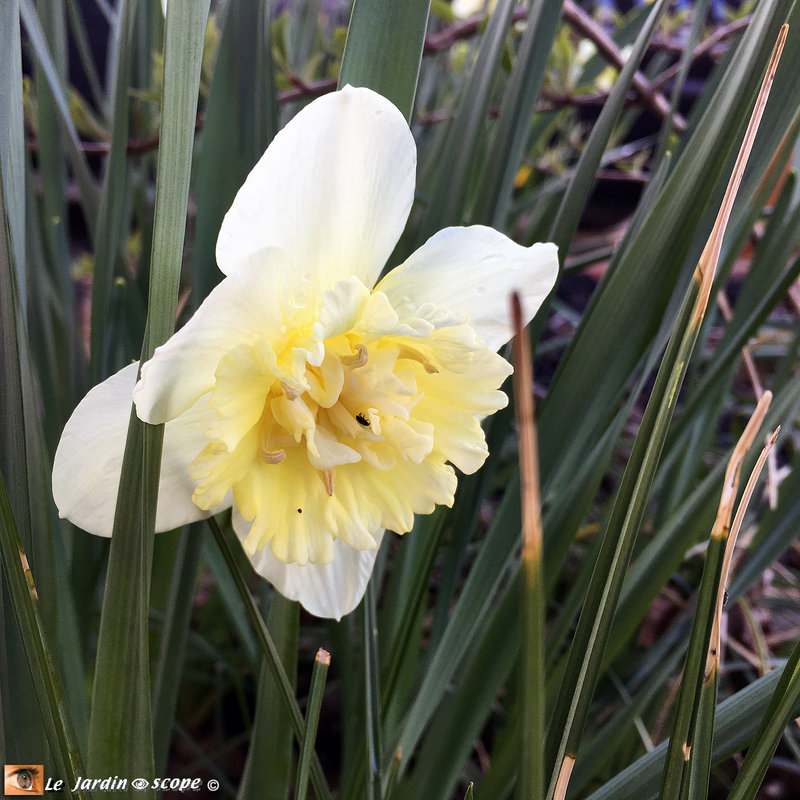 Narcissus-ice-King-2023