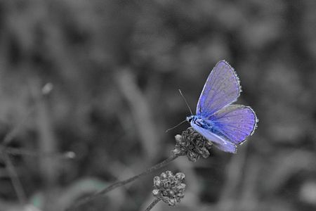 Papillon_bleu