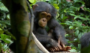 chimpanz_s5