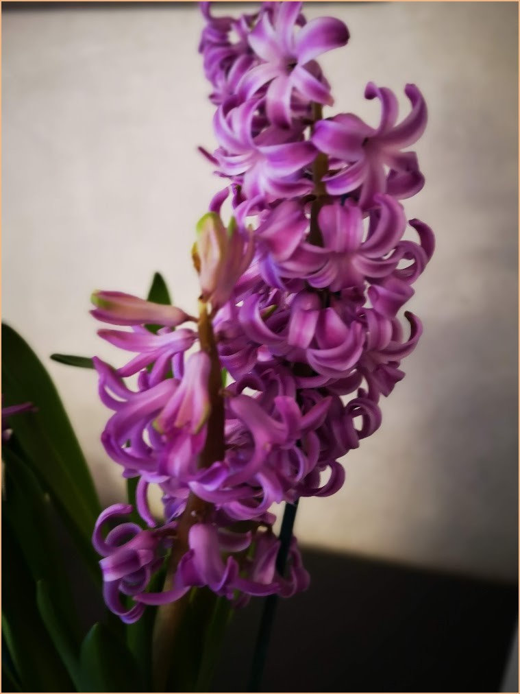 aventjacinthe