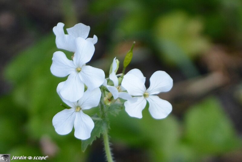 Monnaie du Pape • Lunaria biennis