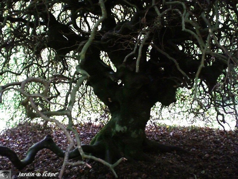 Fagus sylvatica tortuosa