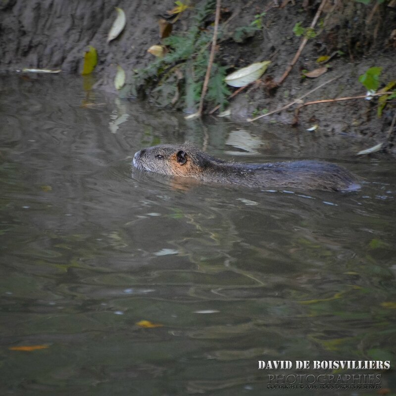 Ragondin (Myocastor coypus)