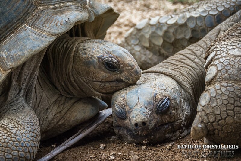 Tortue géante d’Aldabra (Dipsochelys gigantea) - Île Maurice