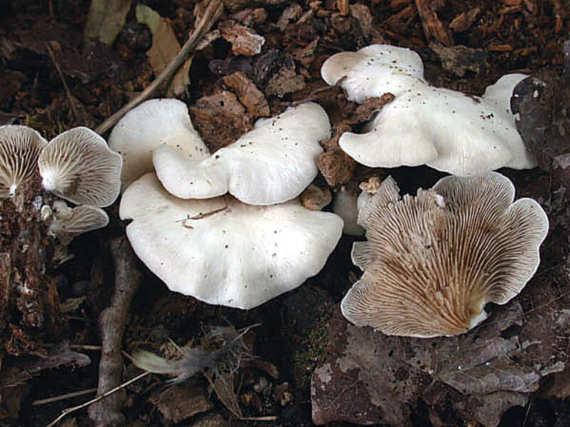 Crepidotus autochtonus