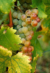 big_white_muscat_grapes